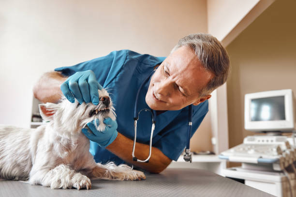 Best Emergency Dental Surgery in Tangerine, FL